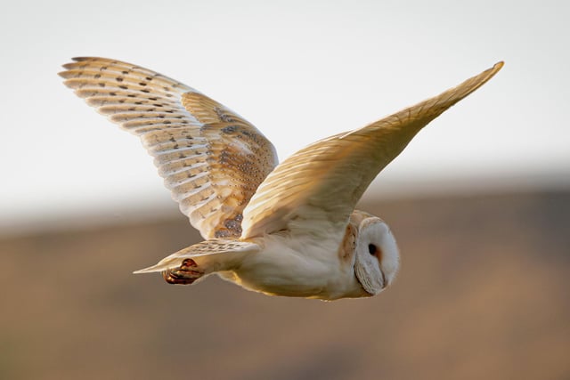 Another of his magnificent pictures