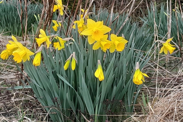 Spring has arrived - and here's the floral proof, courtesy of this snap by Andrew's Photography.