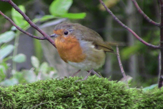 Andrew's Photography was in the right place at the right time to take a great shot of this robin perched on a dry stone wall.