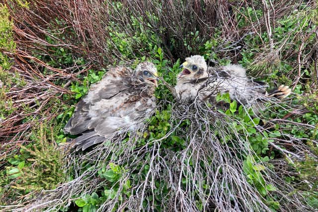 A rare nest of hen harrier chicks has been discovered on the High Peak Moors.