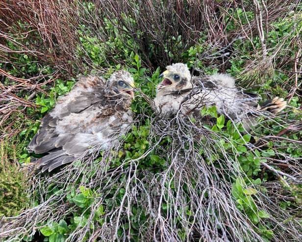 A rare nest of hen harrier chicks has been discovered on the High Peak Moors.