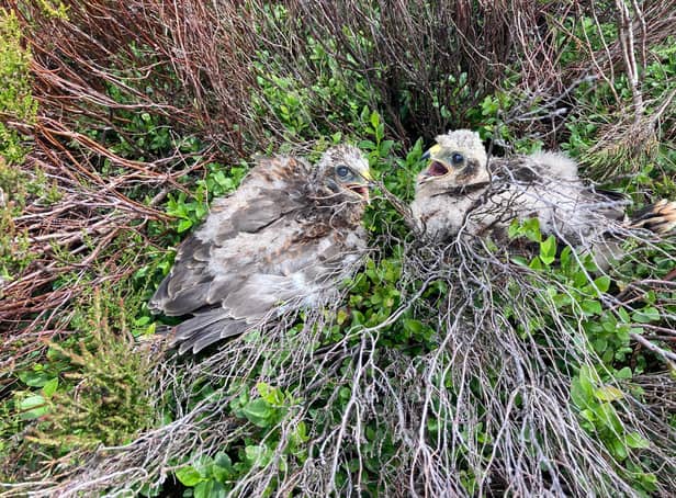 A rare nest of hen harrier chicks has been discovered on the High Peak Moors.