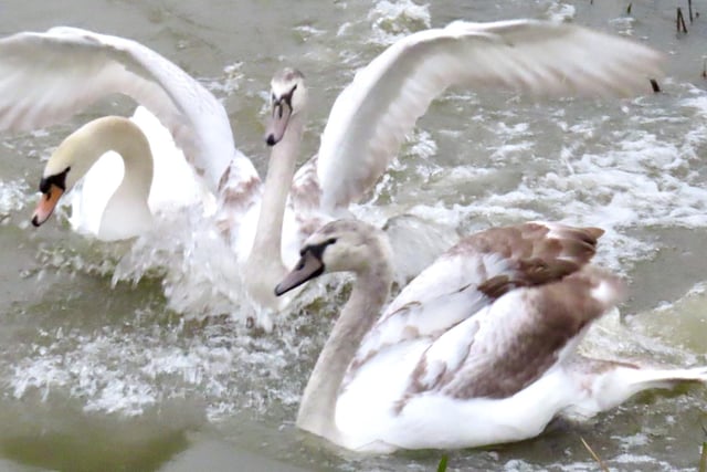 David Hodgkinson was in the right place at the right time to spot this swan splashing down at West Hallam.