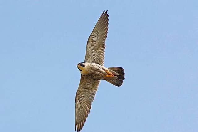 A Peak District breeding programme is showing encouraging signs in populations of peregrine falcon and other raptor species.