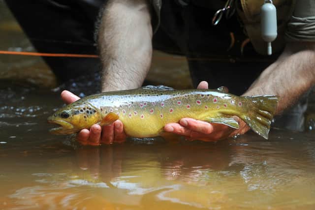 Two Peak District visitors were snared by the authorities for illegal trout fishing on the River Wye. (Photo: Tony Johnson/Yorkshire Post Newspapers)