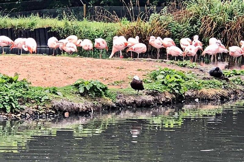 A flamboyance of flamingos.