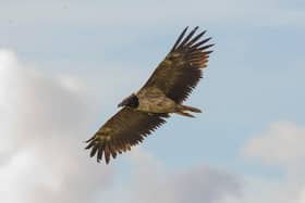 Taken by Will Bowell, for Sheffield and Rotherham Wildlife Trust.