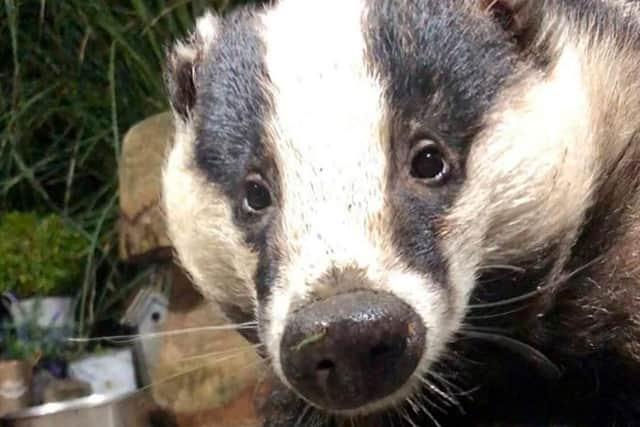 Farmers wanted to overturn cancellation of the Derbyshire badger cull. Photo: SWNS