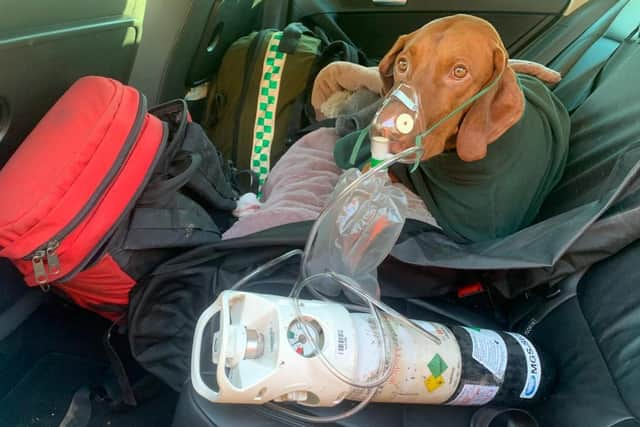 Walter is on the mend after miraculously surviving a 150ft fall off a cliff, sparking a major rescue operation. Picture by Edale Mountain Rescue Team /SWNS