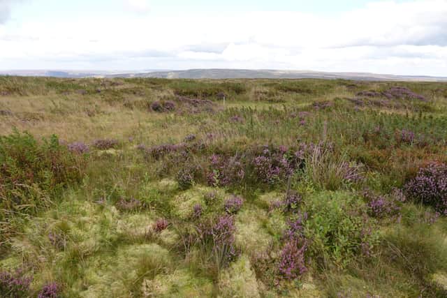 A restored area of Kinder Scout National Nature Reserve used for scientific monitoring (photo: National Trust).