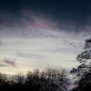 Abbey Wicks shot a video of thousands of birds twisting, turning, swooping and swirling across the sky.