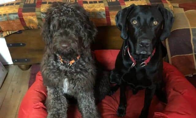 Neil Foulis was diagnosed with Stage 4 prostate cancer late last year now he is doing a charity dog walk in memory of his dog and to raise funds for Prostate Cancer and the Dogs Trust. Photo gofundme