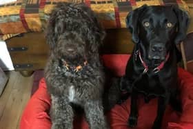 Neil Foulis was diagnosed with Stage 4 prostate cancer late last year now he is doing a charity dog walk in memory of his dog and to raise funds for Prostate Cancer and the Dogs Trust. Photo gofundme
