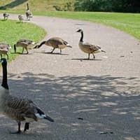 Councillor demands action on risks posed by Canada Geese at Buxton’s Pavilion Gardens