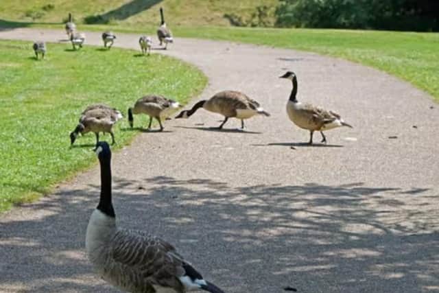 Canada Geese At Buxton'S Pavilion Gardens. Courtesy Of Brian Eyre Of The Buxton Advertiser.