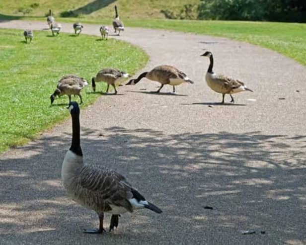 Canada Geese At Buxton'S Pavilion Gardens. Courtesy Of Brian Eyre Of The Buxton Advertiser.