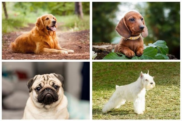 Dogs