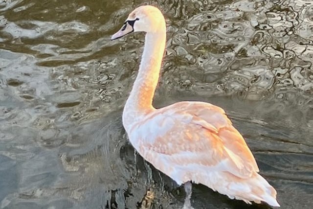 The sun looks like it's turning this cygnet's brown feathers gold in this lovely snap taken in Bakewell by Andrea Hilton.