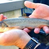 New barbel and chub have been released into the Derwent.