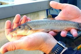 New barbel and chub have been released into the Derwent.