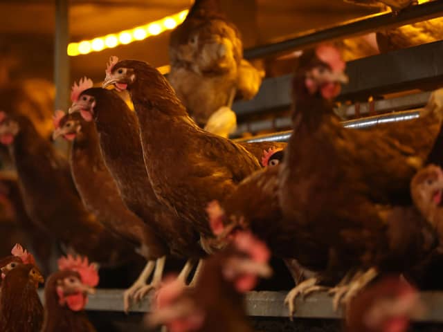 The outbreak was discovered on a farm near Wooler. (Photo by Nathan Stirk/Getty Images)