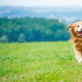 Police have appealed to dog owners to make sure their gardens are secure after recent incidents involving dogs.