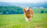 Police have appealed to dog owners to make sure their gardens are secure after recent incidents involving dogs.
