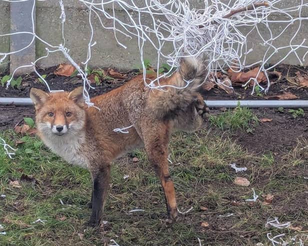 The charity has been left concerned by a flood of recent reports involving animals entangled in netting, including 47 separate incidents of fox cubs caught already in May