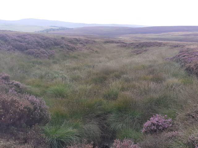 Vegetated gully on Combs Moss