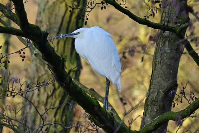 This little egret was spotted by Nick Rhodes during a recent visit to Hardwick Park.