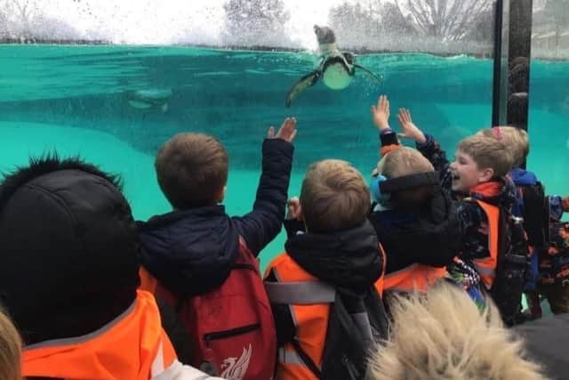 Pupils watching the penguins