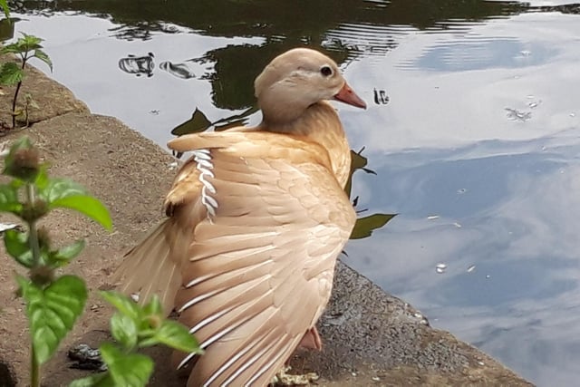​This snap from Andrew’s Photography shows a female mandarin duck flexing her wings at the Pavilion Gardens in Buxton.