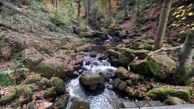 The beauty of Padley Gorge is what makes this place so popular.