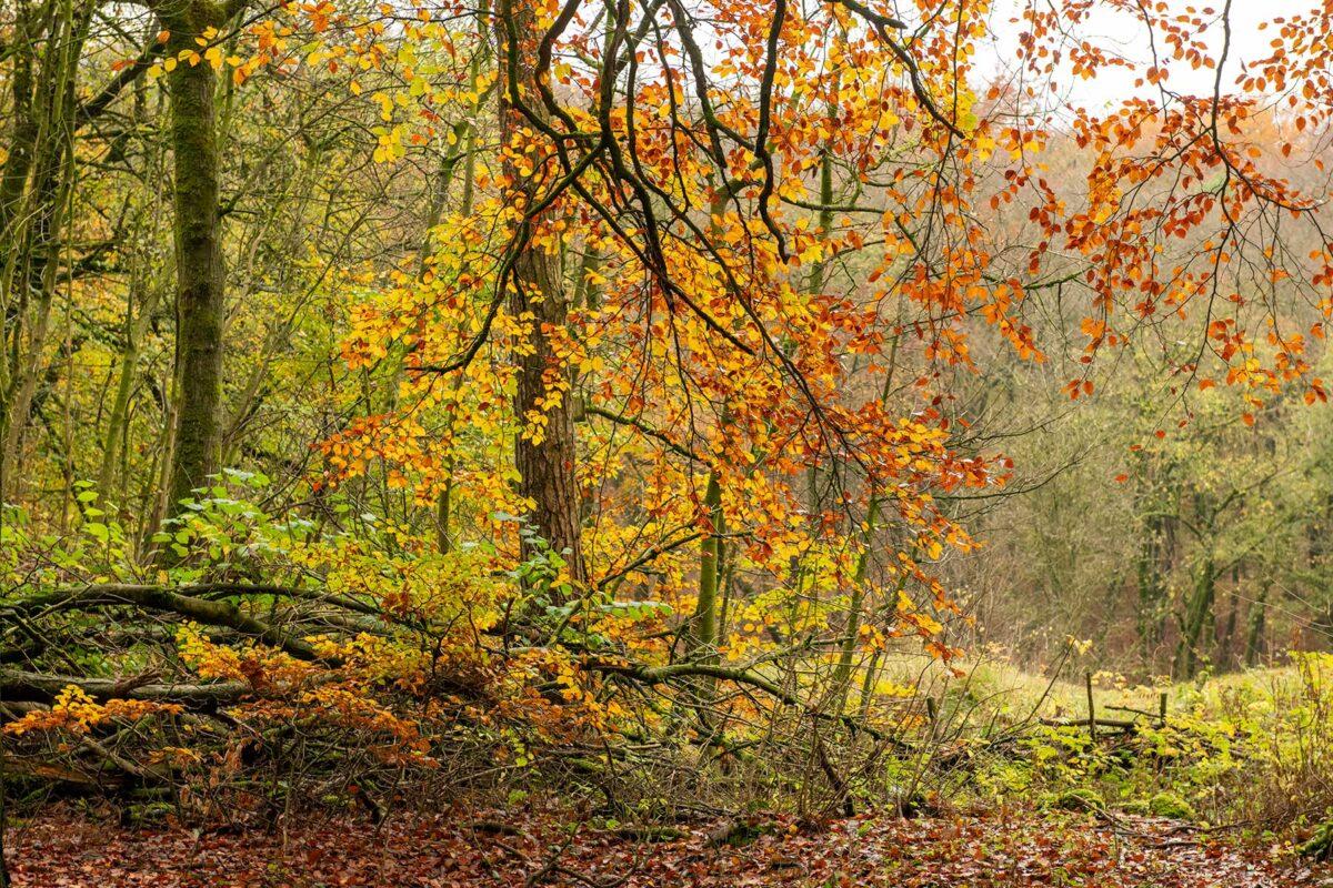 All larch trees to be felled in Buxton’s Corbar Woods