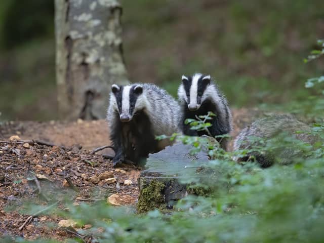 The 1000th badger was vaccinated in Derbyshire on Wednesday (Photo credit: Pixabay)