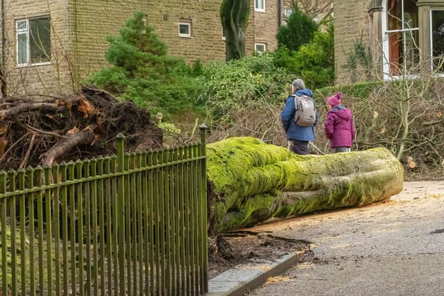 A passing couple walks around the massive trunk's roots - still buried in Pavilion Gardens from where it gave way. Photo: Andy Gregory