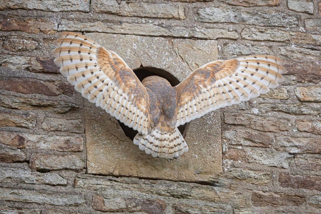 Darren has spent the summer photographing the birds