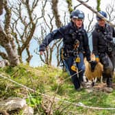 It's been a busy years for RSPCA rescuers