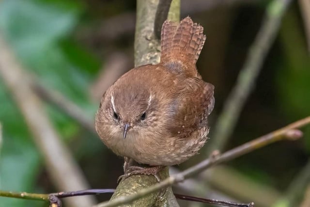 ​Regular contributor Andy Gregory was in the right place at the right time to snap this lovely shot of a wren in Buxton’s Pavilion Gardens.