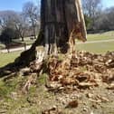 Iconic tree sculpture in Pavilion Gardens will be removed and left to ‘rot down’. Photo HPBC