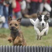 Could you dog be a champion sprinter?