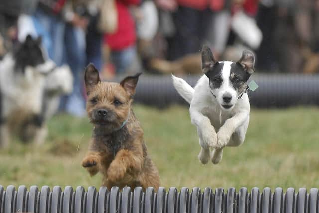 Could you dog be a champion sprinter?