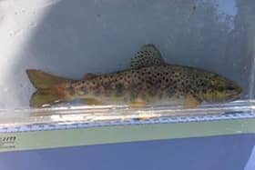 A brown trout rescued from the River Lathkill near Bakewell.
