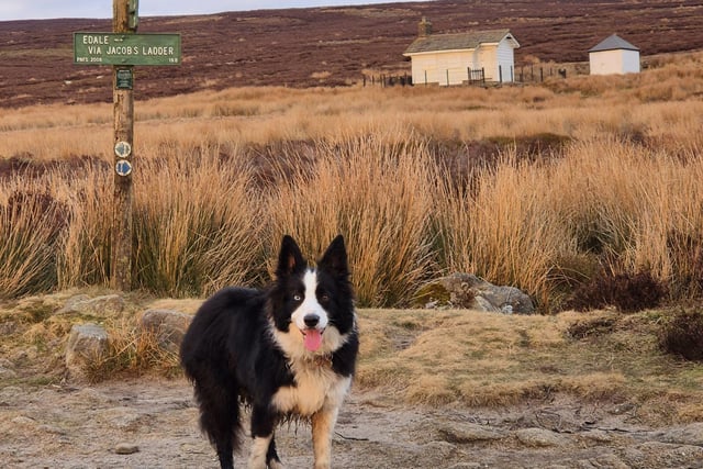 The latest delightful snap from Claire Brooks shows Ziggy enjoying the scenery near Kinder Reservoir.