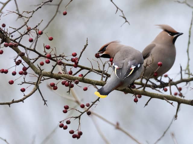 This season is thought to be the best ‘waxwing winter’ for a decade. Years without waxwings visiting Britain are known as ‘blank’ winters. 
All Rights Reserved: RKP Photography