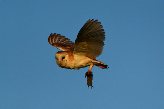 Nick Rhodes captured this action shot of a barn owl carrying its latest victim at Avenue Country Park.