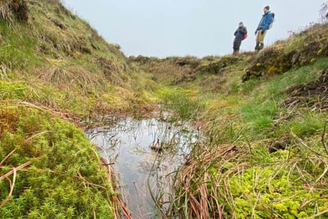 Sphagnum mosses