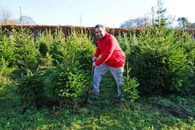 Andy Granch, lead ranger, digging up a Christmas tree.