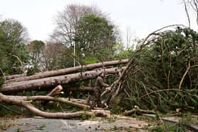 Damage to trees and property is likely as Storm Eunice hits today. (Photo by PAUL ELLIS/AFP via Getty Images)