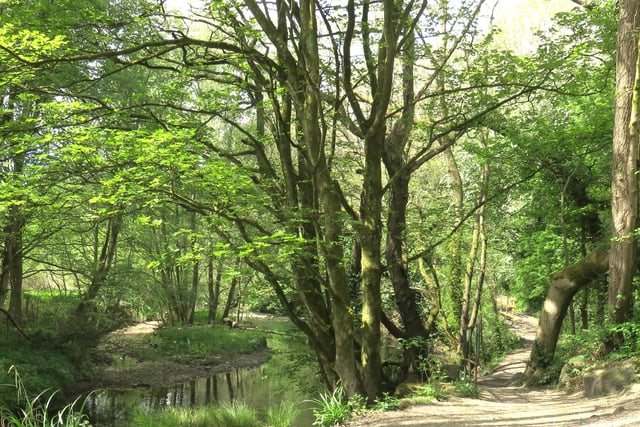 Victor Gibbons' walk through New Mills took him into the woods down by the river Goyt.